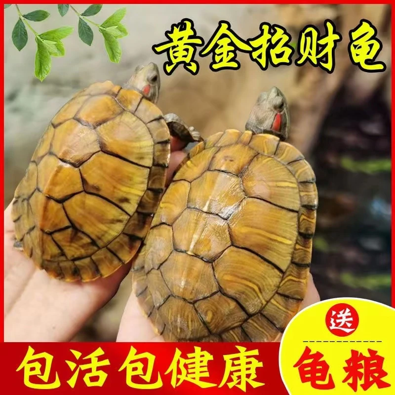 【黄金龟】招财龟乌龟巴西龟家养活体观赏宠物龟大乌龟小乌龟批发
