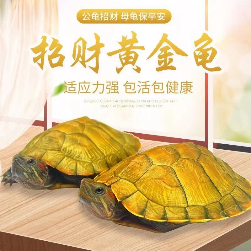 黄金龟招财龟巴西龟情侣乌龟小乌龟活物宠物观赏长寿活体乌龟