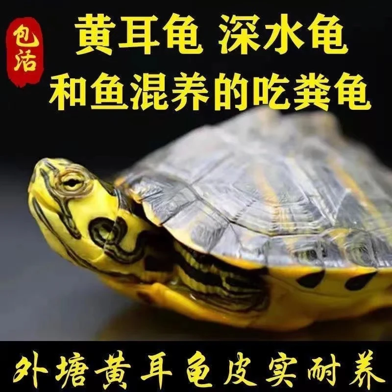 【鱼缸混养】深水黄耳龟乌龟活物冷水乌龟长寿龟家养宠物观赏小乌龟
