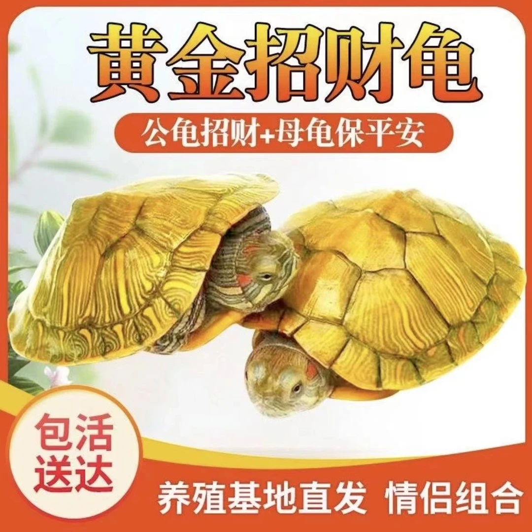招财黄金龟巴西龟情侣乌龟小乌龟活物宠物观赏长寿活体乌龟