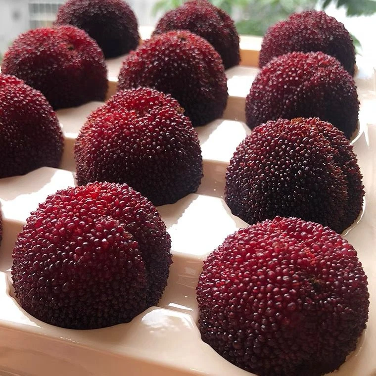 【颗粒装】浙江仙居东魁杨梅新鲜饱满自然 水果现摘发货送礼盒包赔