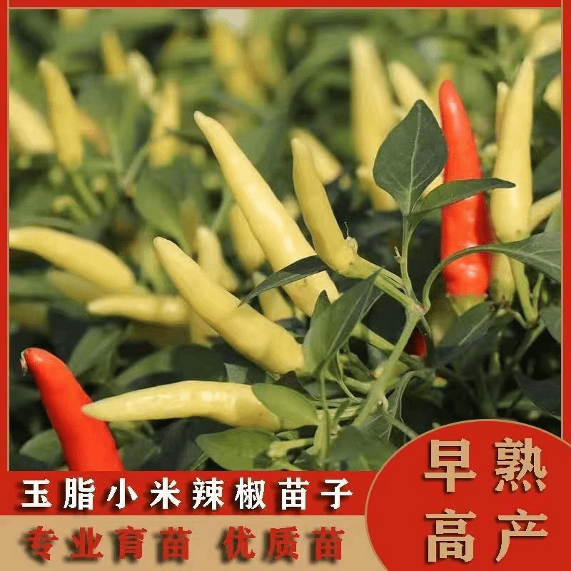 四季小米椒秧苗量大批发四季盆栽朝天辣椒超辣蔬菜泡椒春季易成活