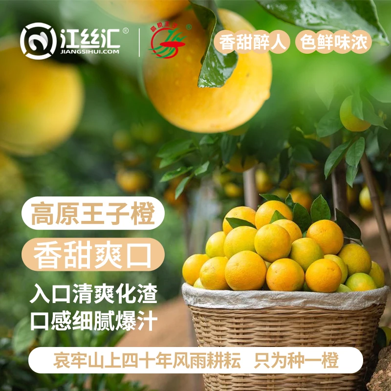 云南·哀牢山 褚氏橙子庄园 高原王子冰糖橙