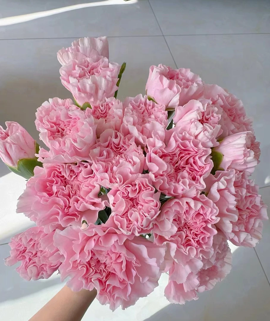 花店批发  粉佳人单头康乃馨80支 29.9【一件包邮】一手货源摆地摊
