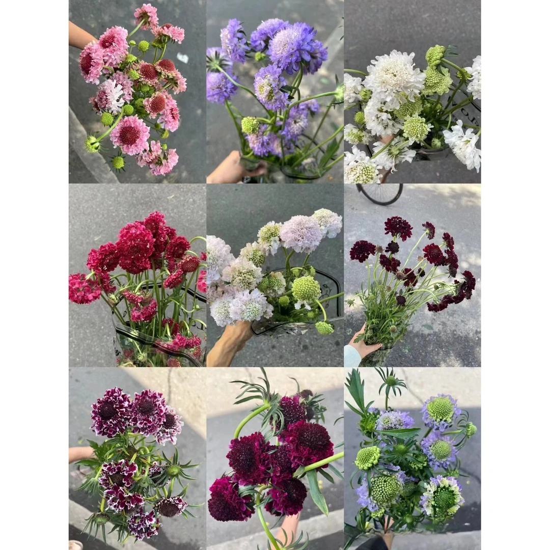 【买一送一】随机混色松虫草    轻盈灵动  花期特别长云南鲜花