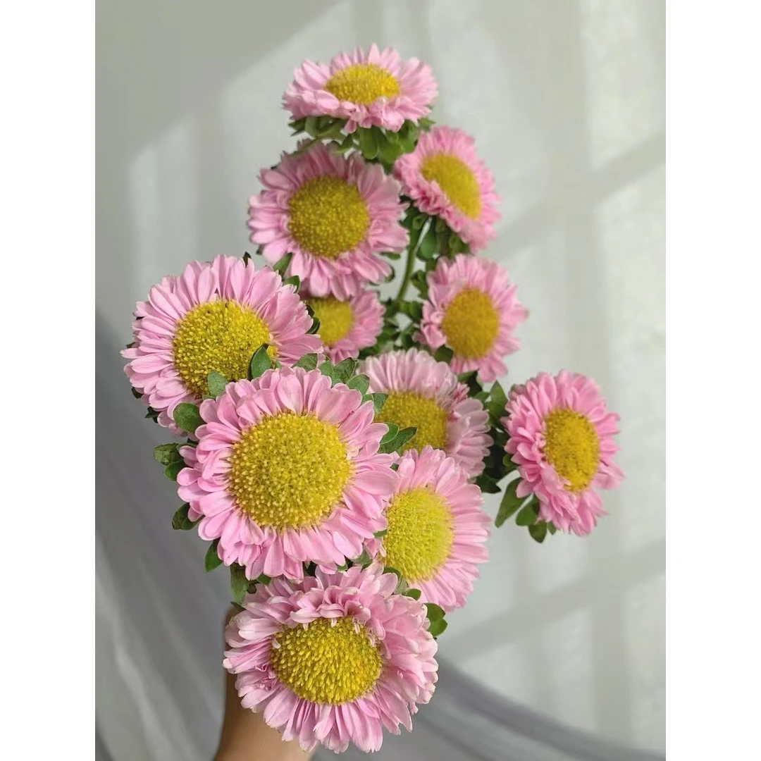 翠菊一把   批发花店摆地摊基地直发满四件包邮发冷链快递