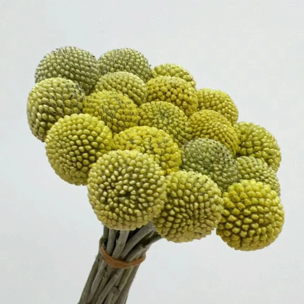 黄金球  【一件包邮】  云南基地   鲜花   家养    水养