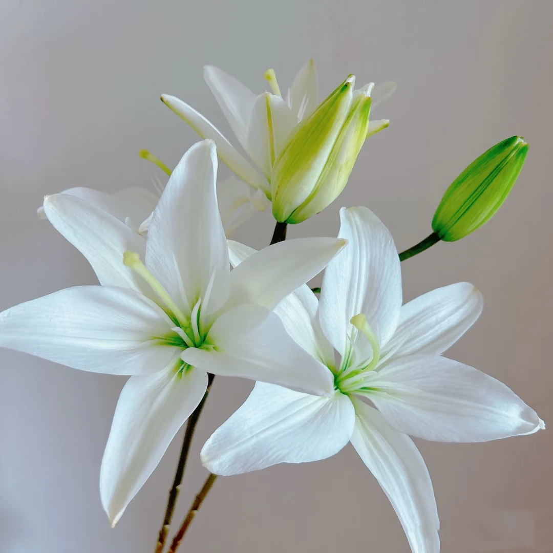 新品白精灵无香亚百合多头2支    云南基地鲜花家养 水养