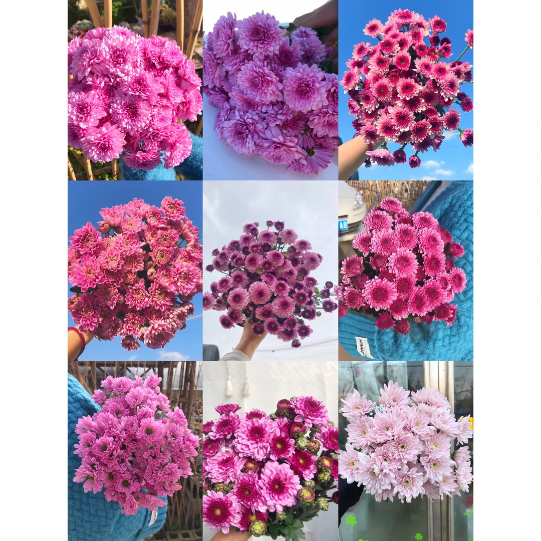 粉紫混色小雏菊一把   云南基地鲜花  直发    家养水养