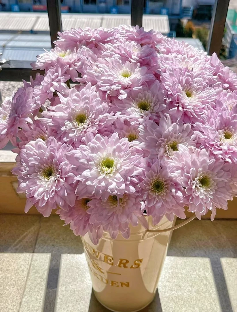 杜鹃粉小雏菊一把   云南基地鲜花   家养    水养