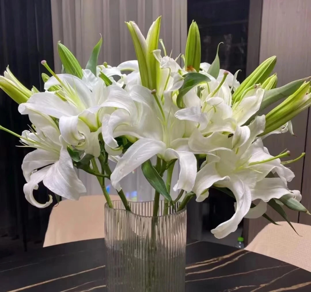 西伯利亚百合三头  白色百合花带香味云南基地鲜花  家养水养
