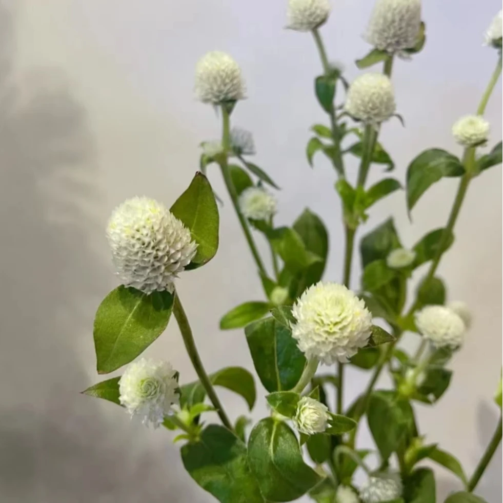 【买一送一】白色/紫色多头千日红  网红小草莓花束配花云南鲜花