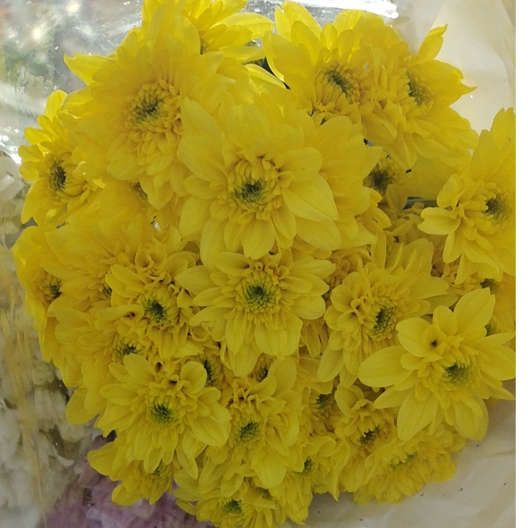 柠檬恋小雏菊一把   9.9   云南基地鲜花   家养 水养