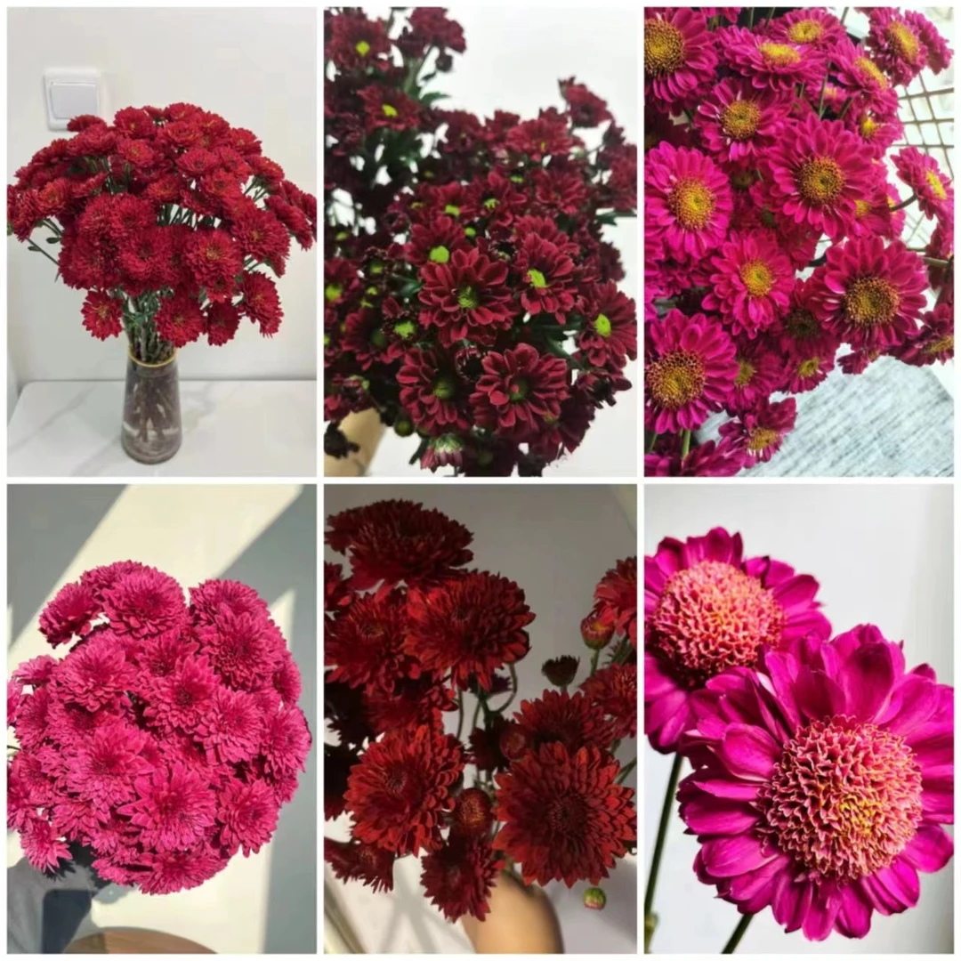 红色/紫红色混色小雏菊一把 8.9 云南基地鲜花 家养 水养