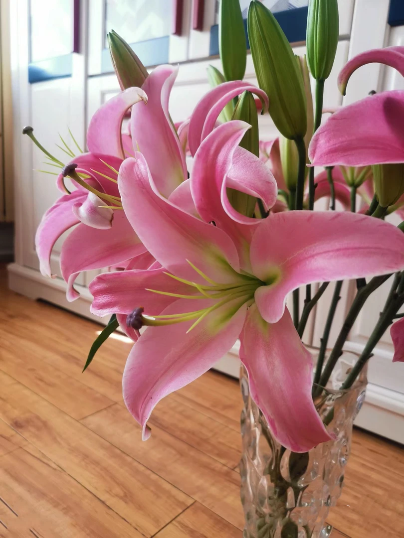 粉色百合 普拉芬多百合 一头4支      批发花店摆地摊一手货源