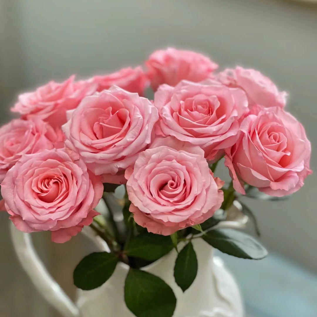 C级戴安娜玫瑰15+5支补损    云南基地鲜花直发   家养水养