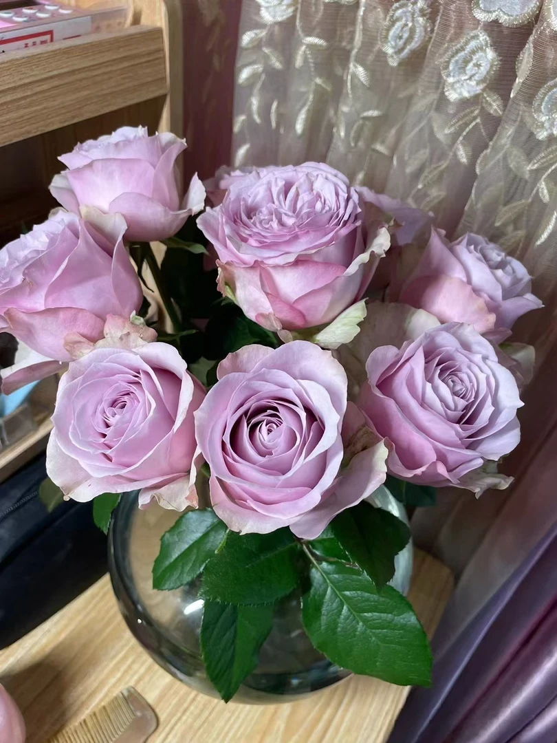 【买一送一】方德荷冠珂赛特玫瑰10支 无土栽培花期长 云南鲜花直发