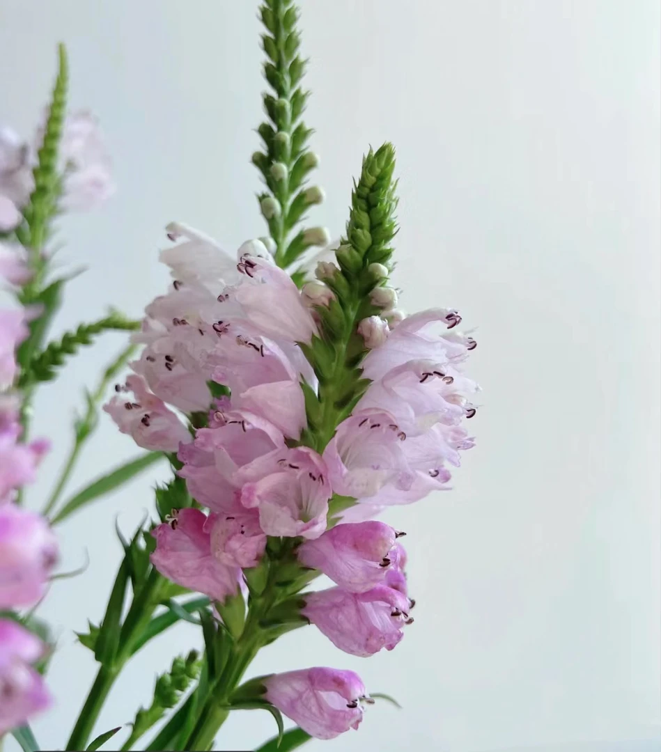 【买一送一】虎尾兰 稀有鲜花 小众云南基地鲜花    家养   水养