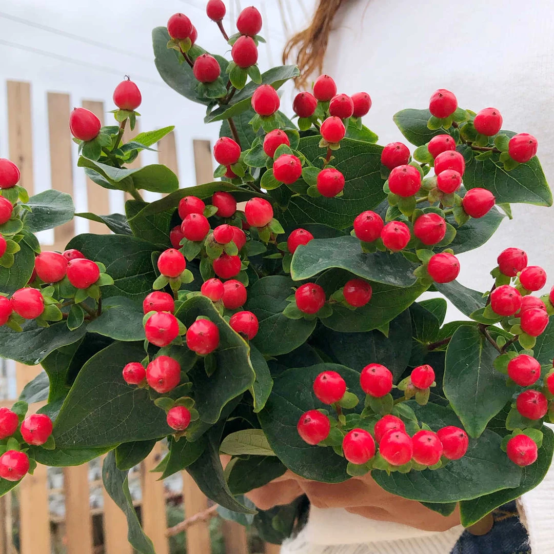 【买一送一】红豆   云南基地鲜花  直发   家养水养