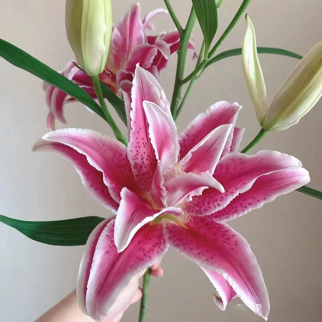 沉香重瓣百合10朵  15  批发花店摆地摊直发一手货源