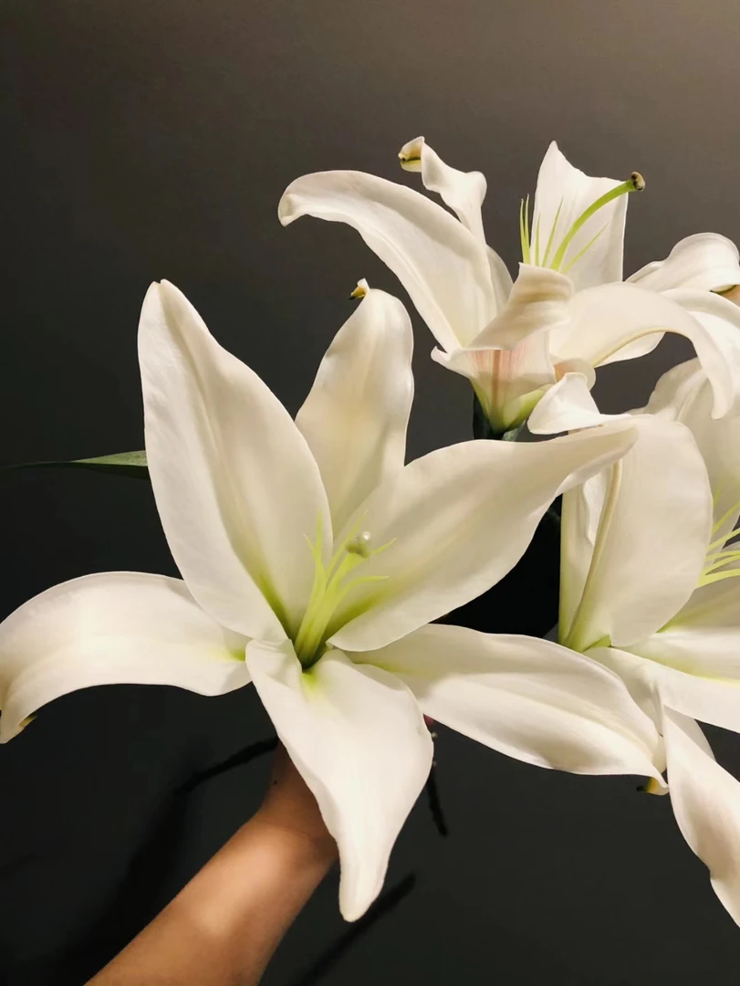 白色赞比西百合一头10支  粉红色香水百合花    基地鲜花   水养