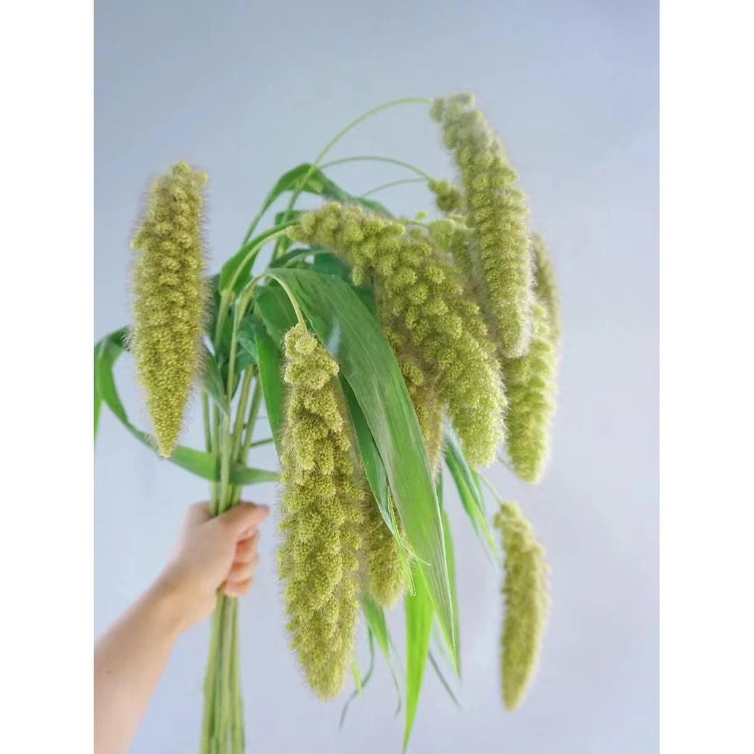 熊尾一把     可以做干花 稀有花材 云南基地 鲜花
