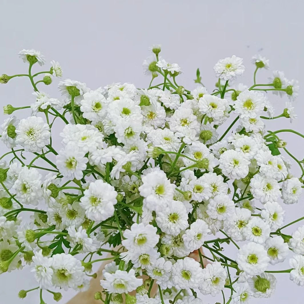 【买一送一】重瓣洋甘菊小女孩一把  云南基地鲜花直发  家养水养