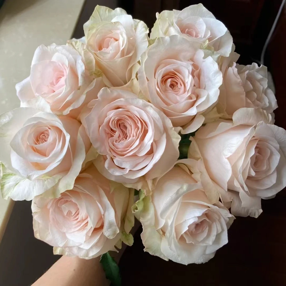 【买一送一】C级双鱼座玫瑰10支   云南基地鲜花直发     家养水养