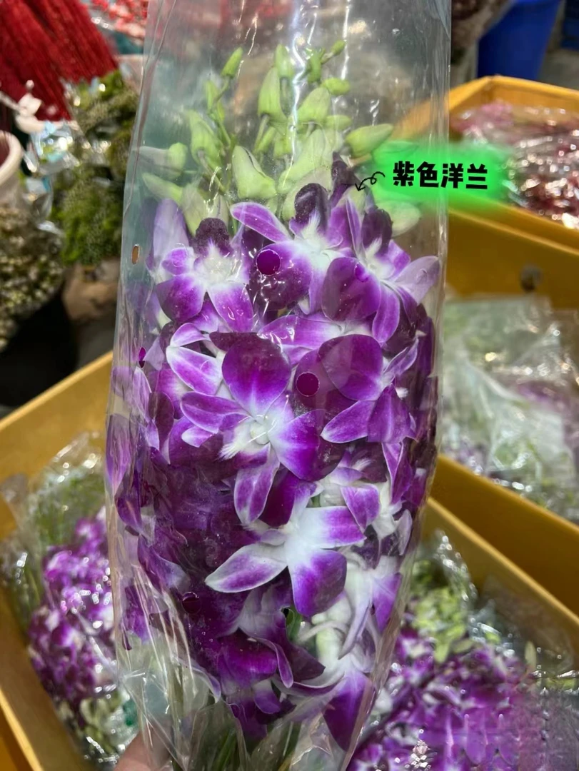 【买一送一】紫色洋兰一把    云南基地鲜花  直发   家养水养