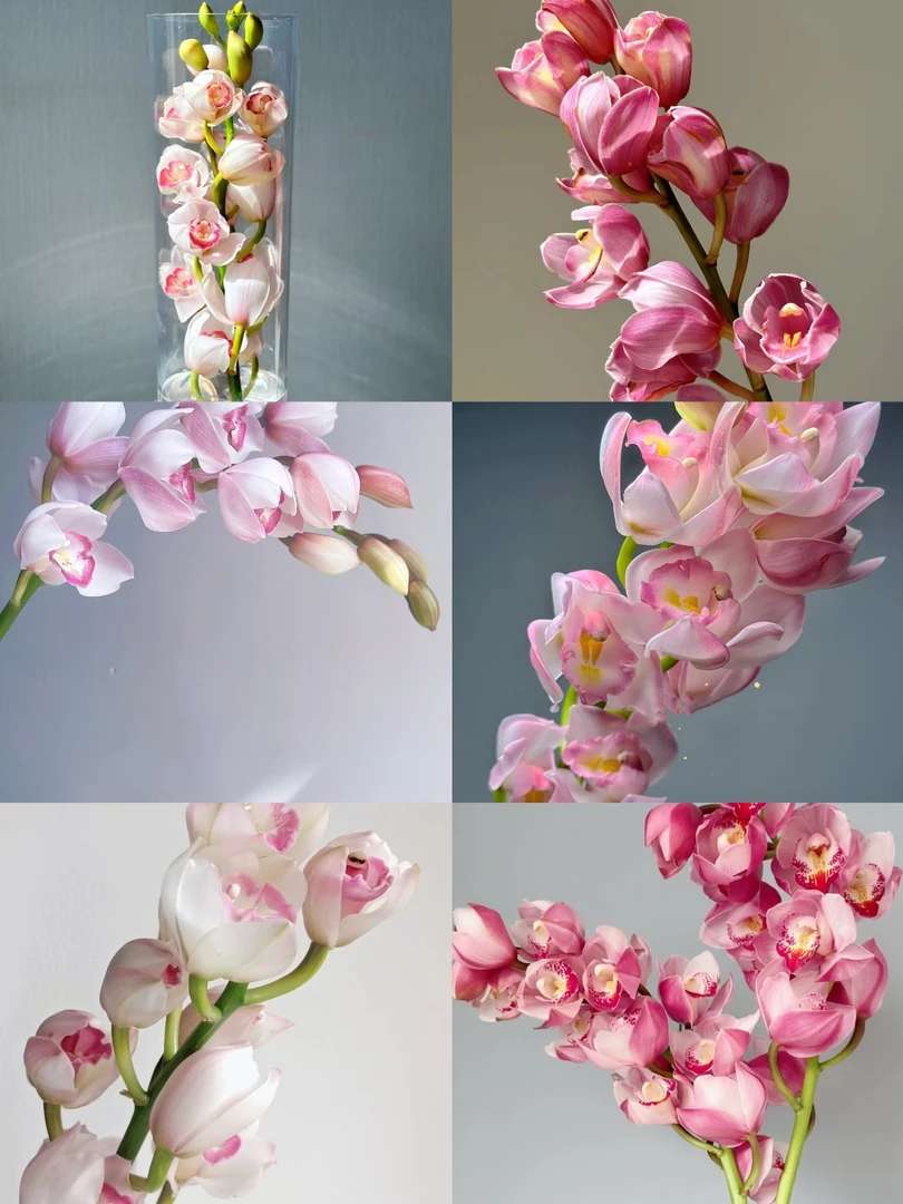 粉色系大花蕙兰一支 花期长年宵花云南基地鲜花直发家养水养