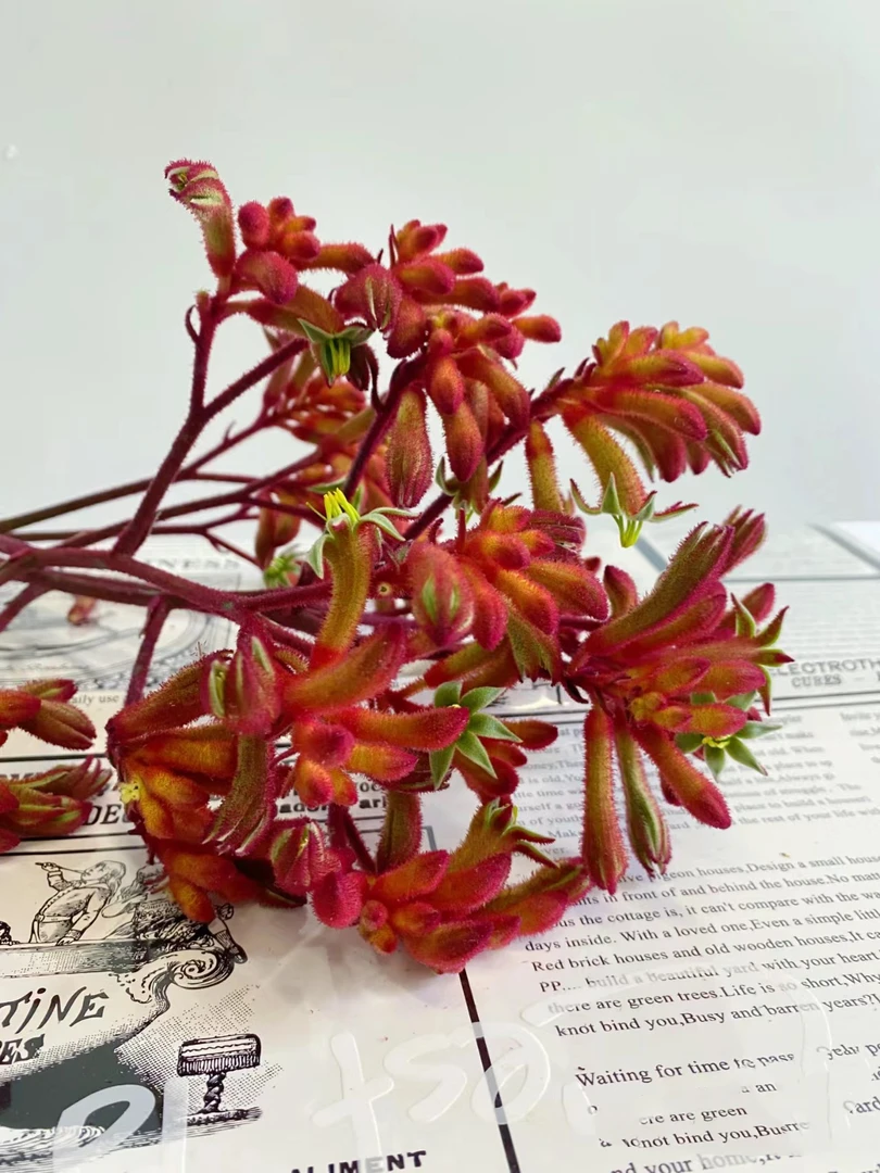 橙红色袋鼠爪一把   9.9  云南基地鲜花   家养   水养