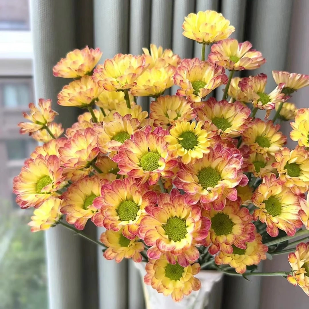 夕阳小雏菊一把  云南基地鲜花   家养    水养