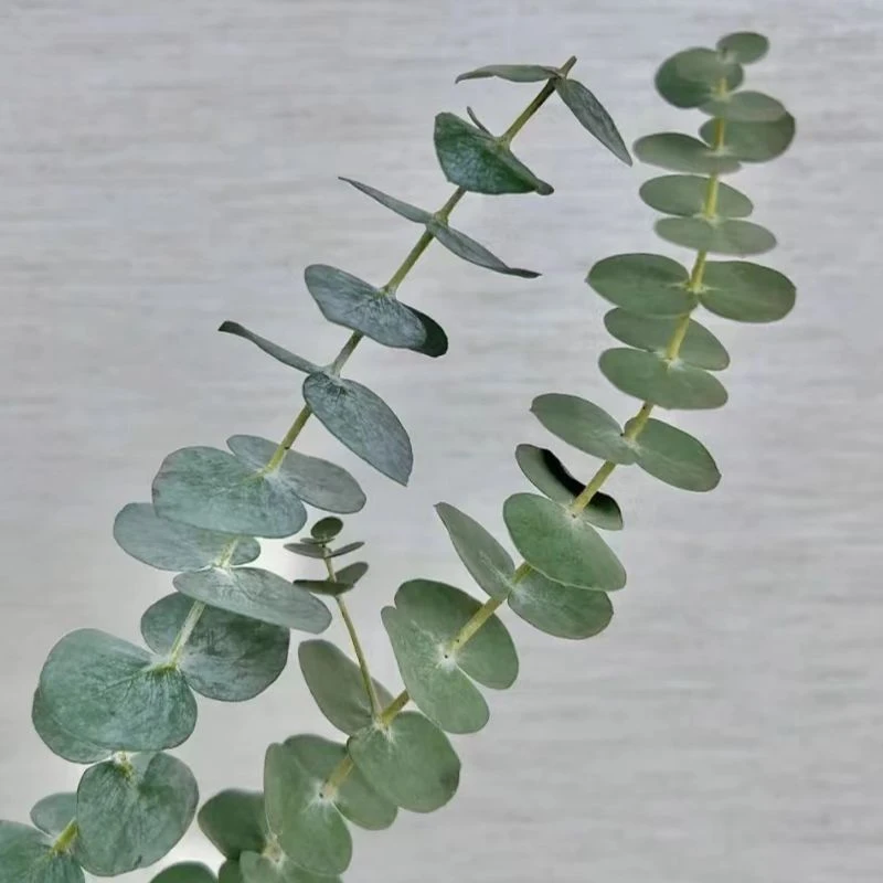 【买一送一】单支尤加利（钱串子)10支 百搭配叶 花店摆摊必备 鲜花