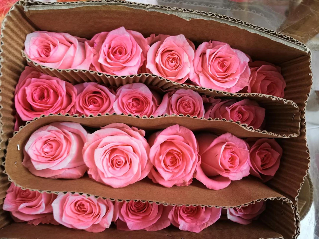 C级戴安娜玫瑰15+5支补损 【一件包邮】  云南基地鲜花   基地直发