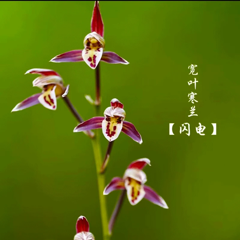 名贵寒兰带花苞浓香型原生种新品细叶寒兰花苗铭品室内盆栽绿植