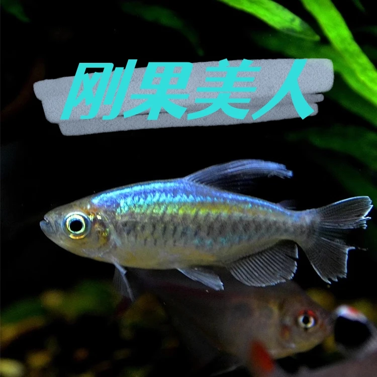 刚果美人热带鱼观赏鱼电光美人石美人鱼斑马红绿灯活体鱼苗群游鱼