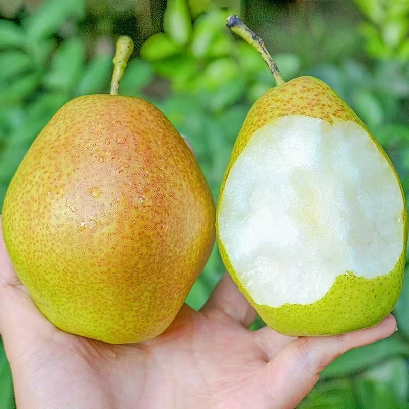新疆香梨应季新鲜水果梨子3/5/10斤批发脆甜皮薄酥梨