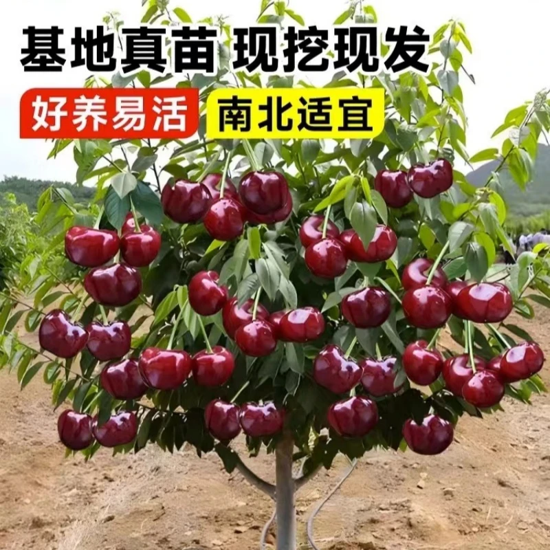 （拍1发2）嫁接大车厘子树苗南北方盆栽地栽阳台庭院种植