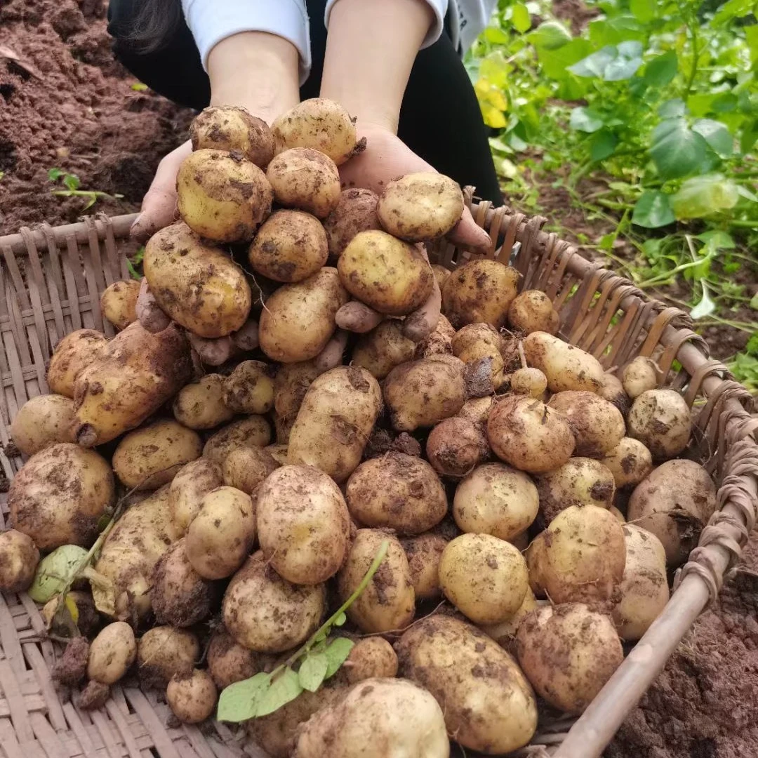 湖北恩施马尔科农家土豆正宗黄心小土豆本地现挖5斤鸭蛋大小
