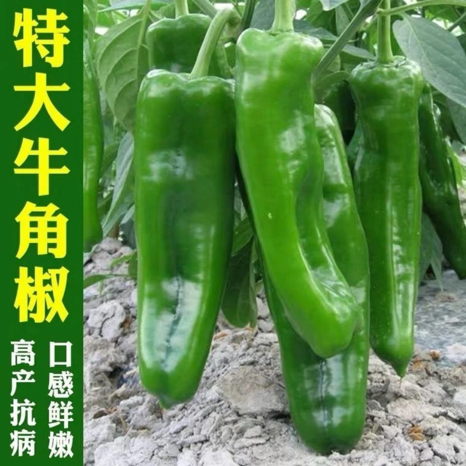 特大牛角椒种子青椒不辣款阳台庭院辣椒种籽微辣蔬菜种子四季