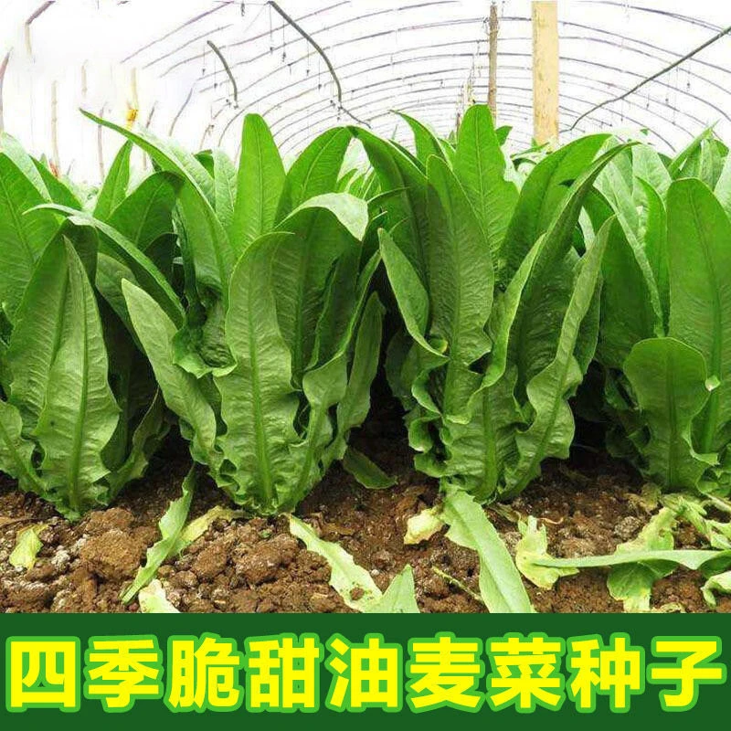 油麦菜种子大叶耐热四季农家阳台盆栽油麦苦菜大颗青菜蔬菜种籽