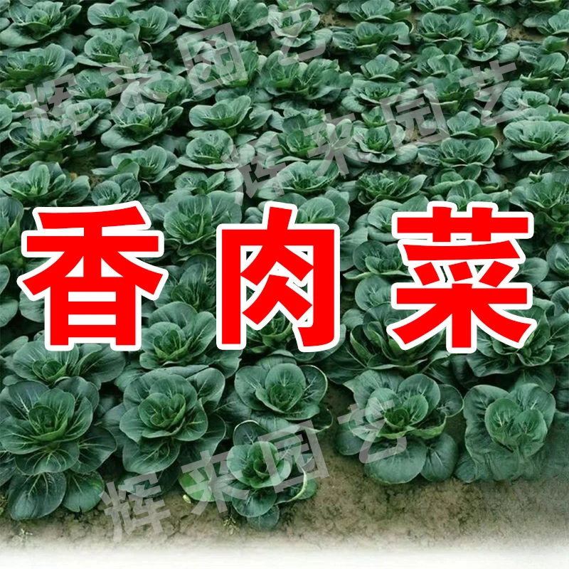 新品香肉菜可采收耐寒耐热春秋四季农家小青菜蔬菜