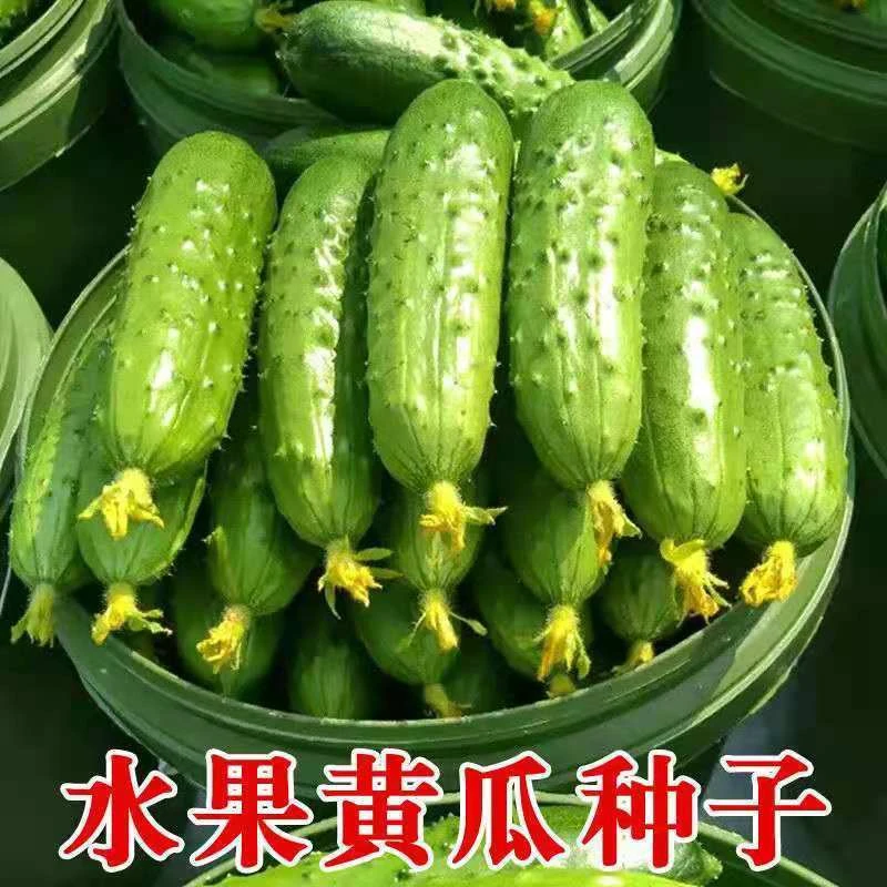 水果黄瓜种子阳台种植蔬菜春夏秋播黄瓜籽菜园盆栽青瓜番茄
