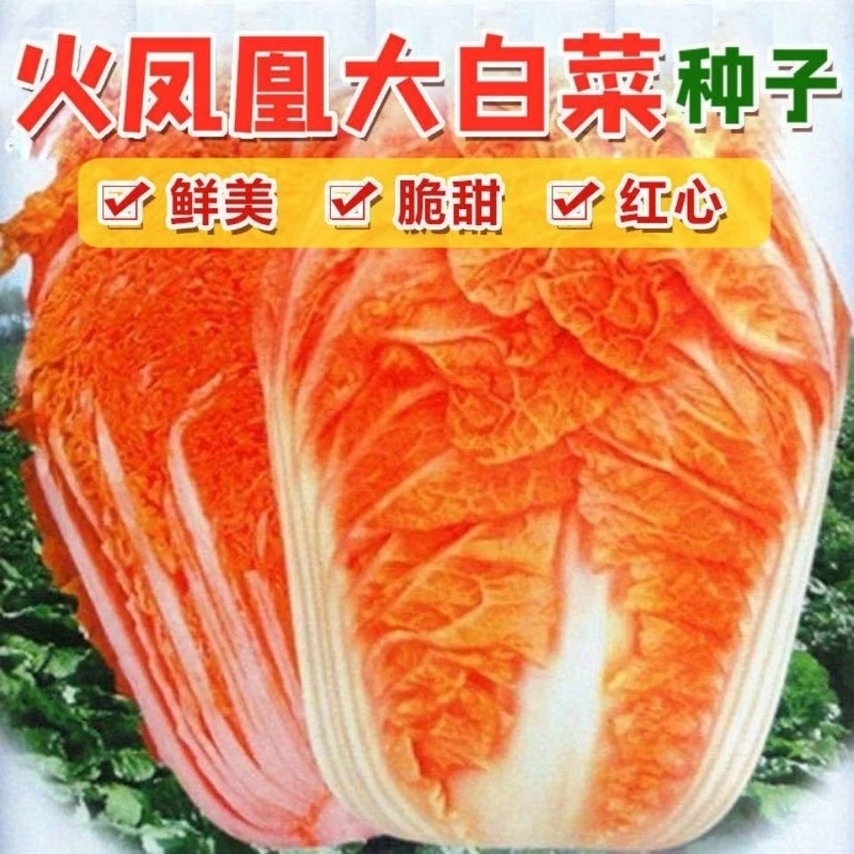 火凤凰大白菜种子红白菜籽抗病高钙橘红心白菜农家种籽