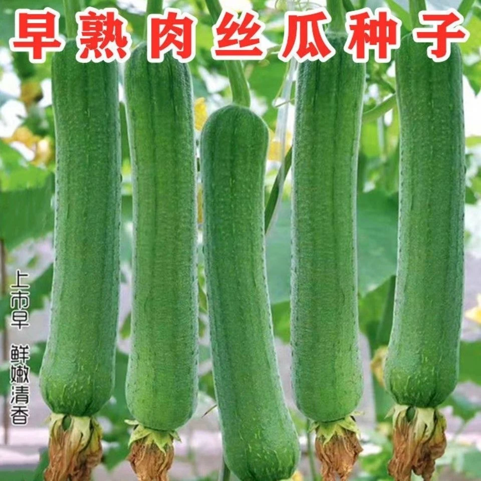 大肉丝瓜种子长棱丝瓜种子春夏秋季耐热菜园庭院四季菜瓜种籽