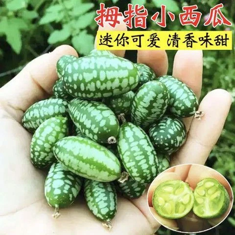 拇指西瓜种子营养脆甜多汁迷你小西瓜四季阳台盆栽蔬菜水果种籽