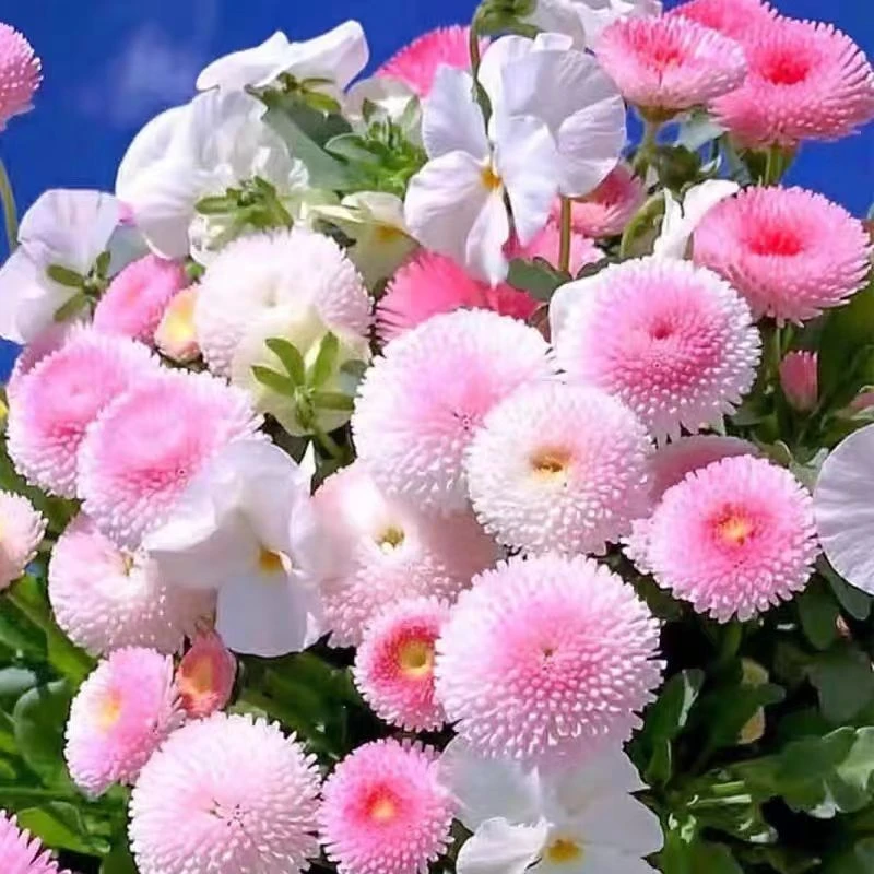 乒乓球菊种子球形糖果菊花四季开花易活室内外庭院盆栽花种籽