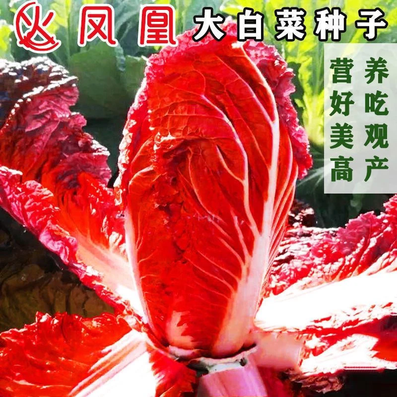火凤凰大白菜红白菜籽抗病高钙橘红心白菜农家大田易种植