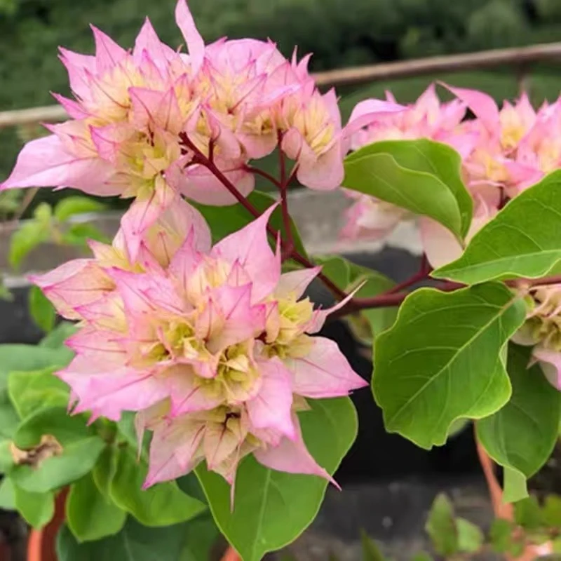 三角梅重瓣怡景绿白粉渐变四季开花勤花品种庭院阳台园林爬藤绿植