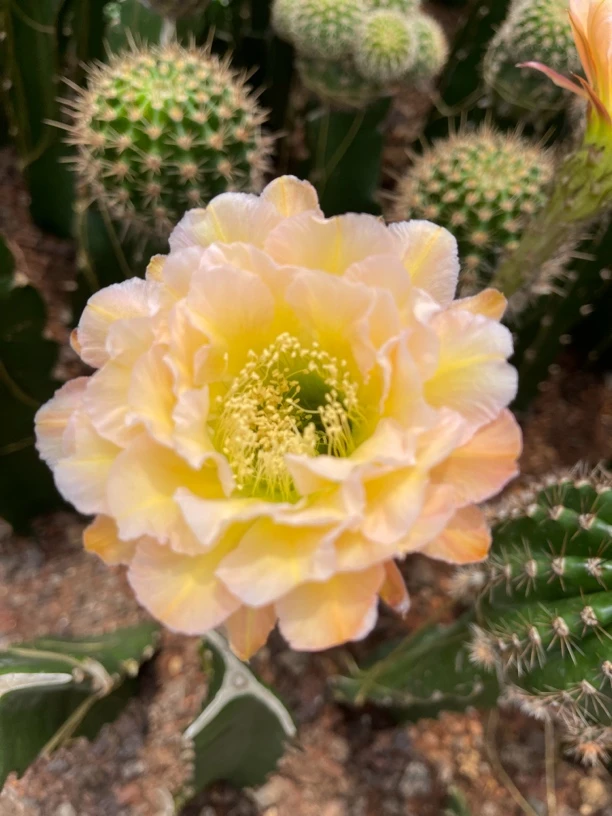 彩草紫晴仙人球无根侧芽3-4公分,侧芽不大,大花重瓣